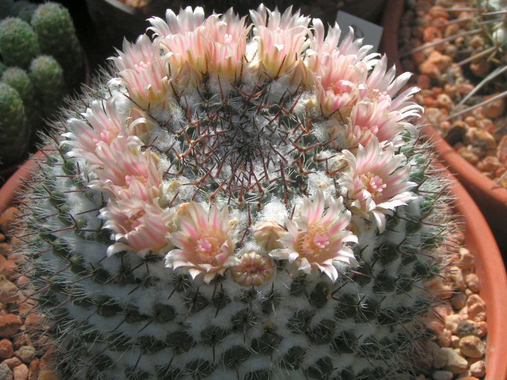 Mammillaria formosa